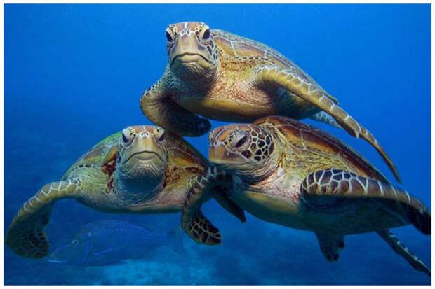 Кожистая черепаха передвигается в воде со скоростью 35 км/ч и может нырять на глубину до 1200 метров интересное, факты, фауна, черепахи