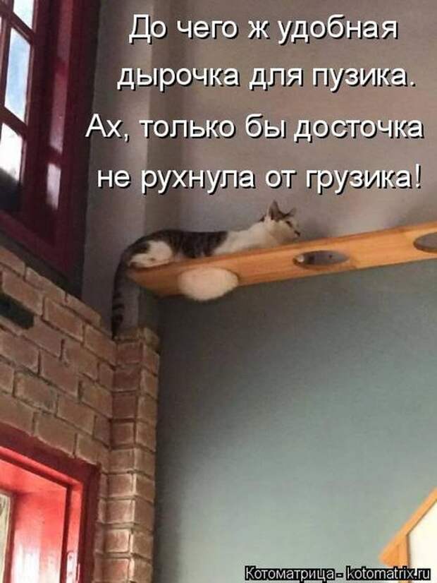 Лучшие котоматрицы недели (50 фото)