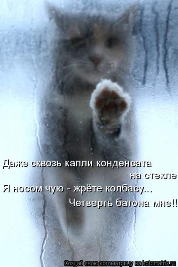 Лучшие котоматрицы недели (50 фото)