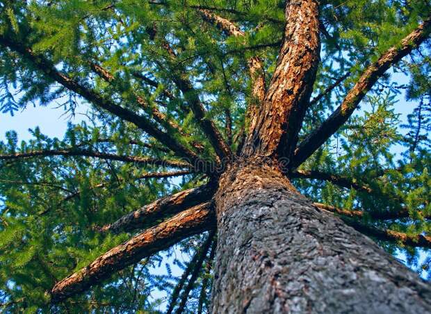 Дигидрокверцетин для молодости: