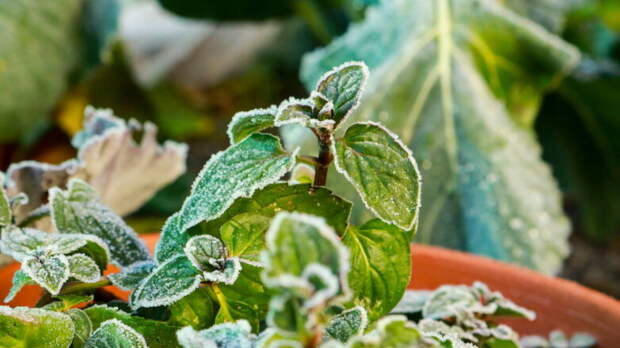 Лето в Европейской России началось с заморозков: синоптик дал прогноз, что будет дальше