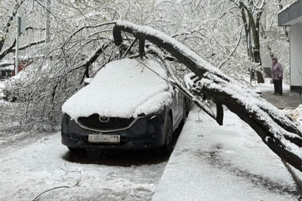 МЧС: из-за ветра и снега в Московской области упало более 1300 деревьев