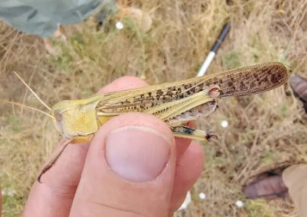 Reuters: саранча массово поедает украинский урожай Reuters: саранча массово поедает украинский урожай
