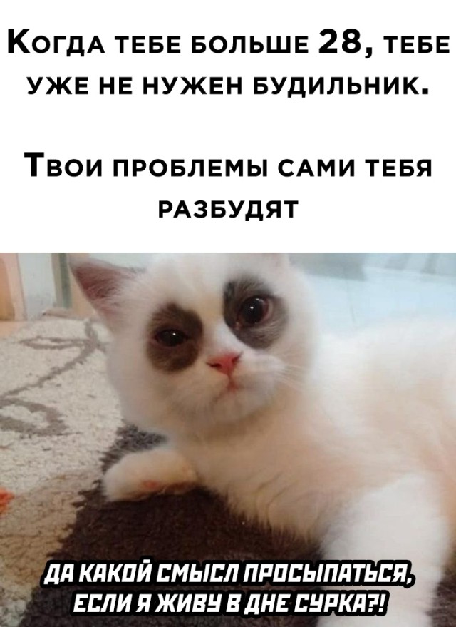 Смешные картинки 24 февраля 2021