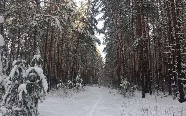 Касимовец мошенническим путём присвоил 27 гектаров леса при межевании земли