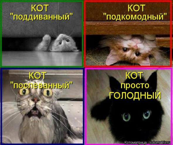 Котоматрицы (картинки с надписями)