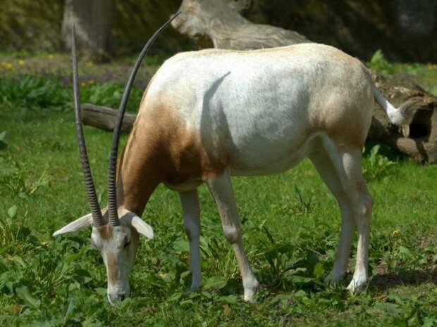 Особенности питания саблерогой антилопы