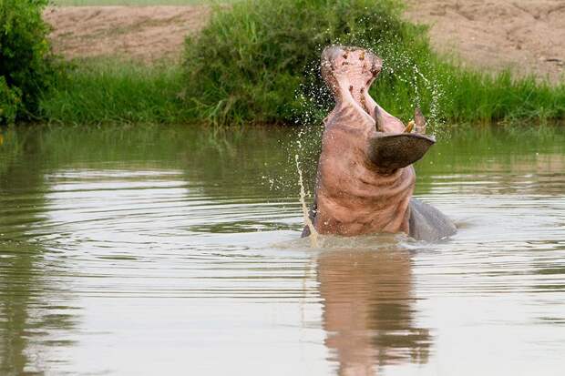 natgeocontest25 natgeocontest25 35 лучших фото животных на фотоконкурсе National Geographic Traveler