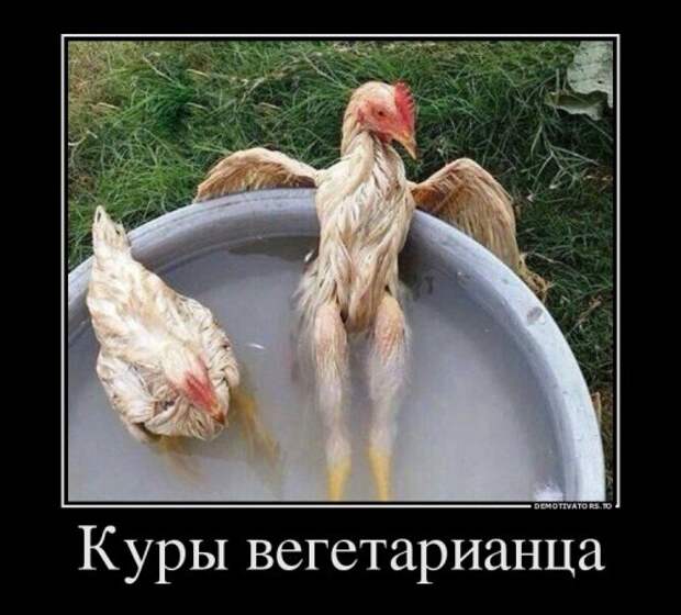 Демотиваторы в пятницу (11 шт)