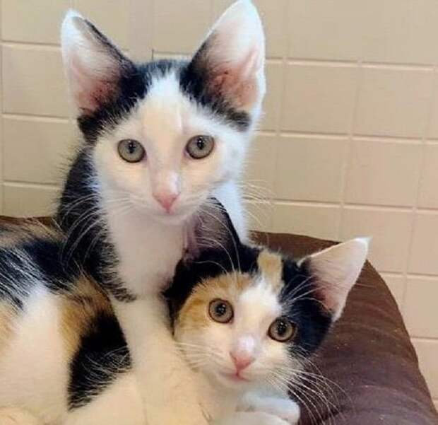 Котята на диване Котята обнимаются