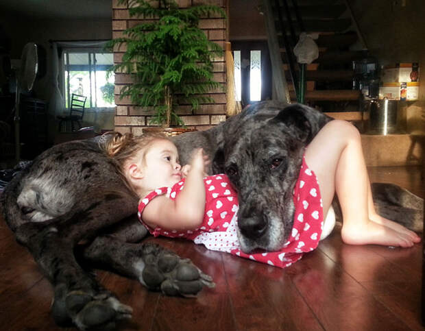 dogs-and-babies-4