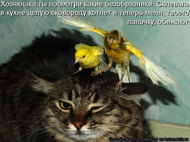 Лучшие котоматрицы недели (50 фото)