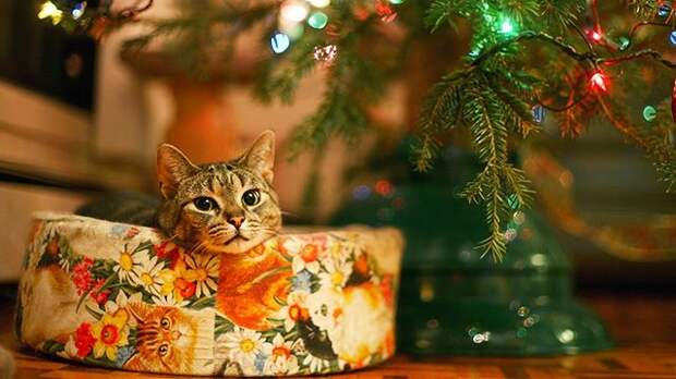 25 домашних животных, которые помогают украшать дом