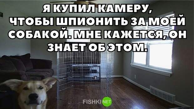 Картинки с надписями для настроения картинки с подписями, подборка, позитив, юмор