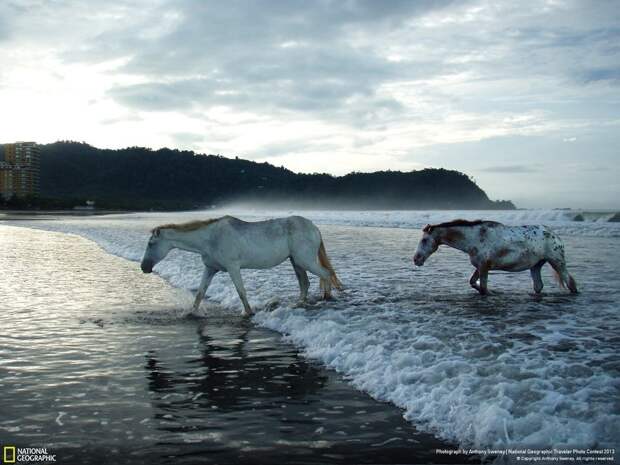 natgeocontest19 natgeocontest19 35 лучших фото животных на фотоконкурсе National Geographic Traveler