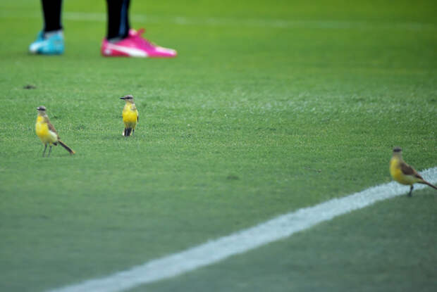 Птицы на поле во время футбольного матча между Уругваем и Коста-Рикой на стадионе Castelao на Чемпионате мира по футболу, 14 июня 2014 года