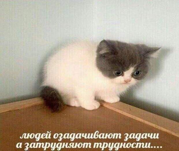 Нестандартный юмор :)