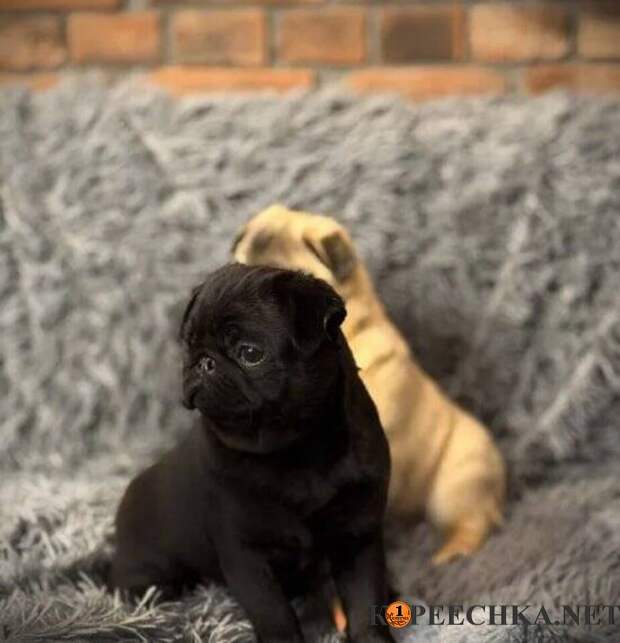 Щеночки чистокровные Мопса мальчики в Авдеевке - 16 000 руб