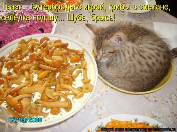 1451492488_kotomatritsa_m