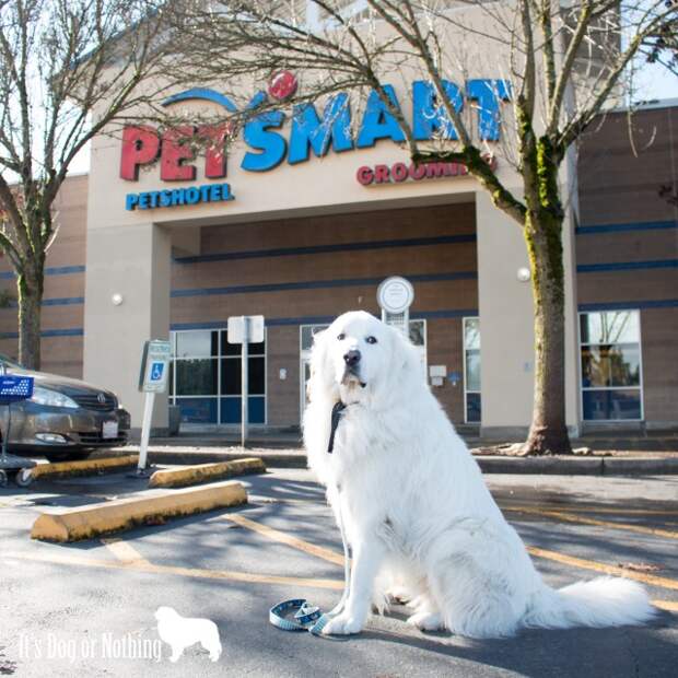 Is your dog a #WellnessPet? Here's how I tell if my Great Pyrenees are showing the 5 Signs of Wellness.