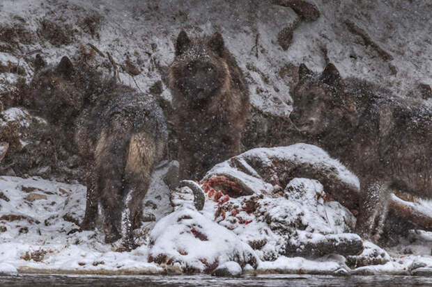 16. Волки нашли тушу бизона утонувшего в реке Йеллоустон. national geographic, журнал, мир, фотография