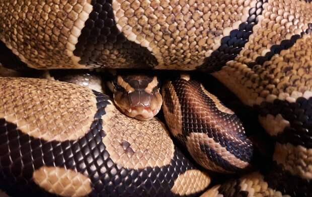 Морозы в царстве животных: как рептилии и птицы справляются с холодами?