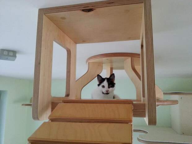 Раздолье для кошек