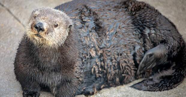 Aquarium Receives Major Backlash For Fat-Shaming One Of Their Otters