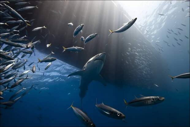 Лучшие фото National Geographic 2013 Лучшие фото National Geographic 2013