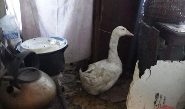 Почти 30 гусей и индюков живут в квартире у свердловчанки