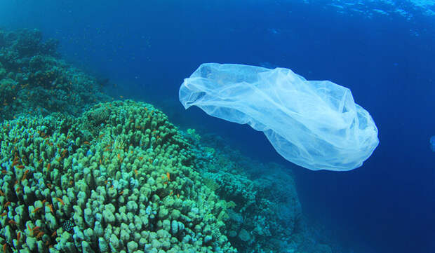 К 2050 году в океанах будет больше пластмассы, чем рыбы