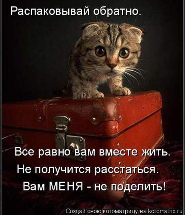 Лучшие котоматрицы недели (50 фото)