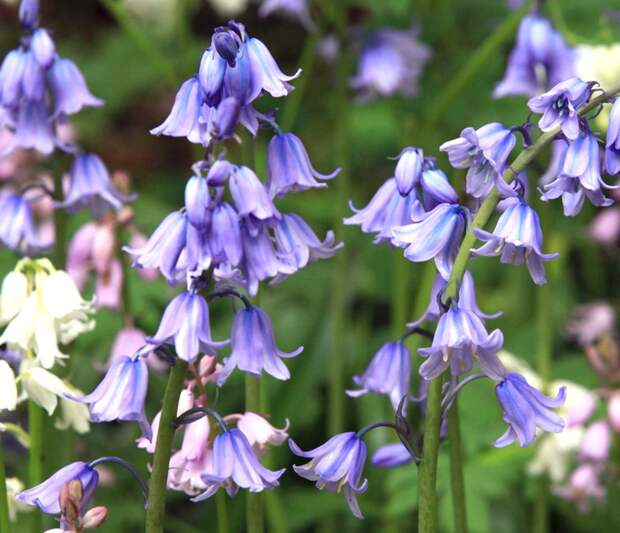 Гиацинтоидес 2