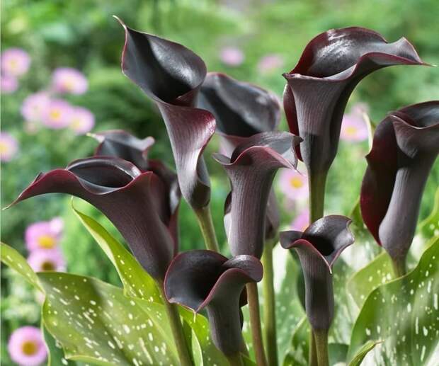Вы бы выбрали черные цветы?