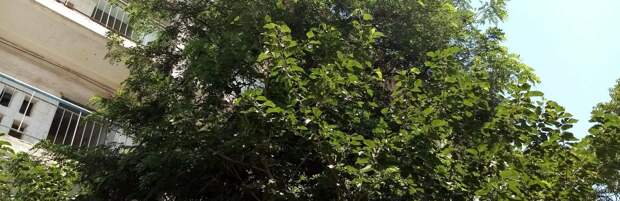 Власти  не реагируют на самовольное спиливание деревьев жителями  Актау