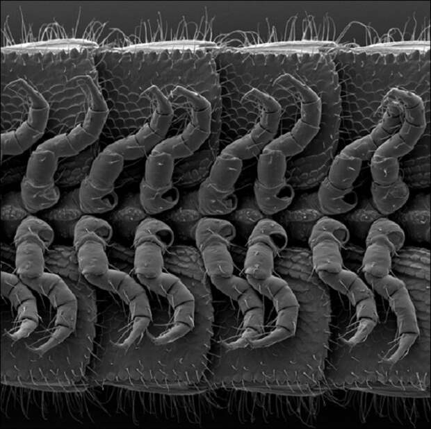 Обнаружено самое многоногое животное на Земле (5 фото)