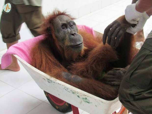 Самка орангутана ослепла, защищая детеныша Браконьеры, Суматра, ветеринары, животные, индонезия, обезьяны, орангутаны, помощь животным