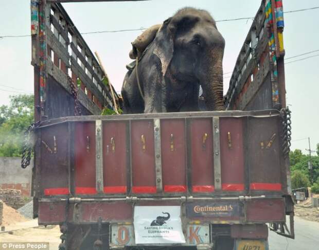 Слон расплакался после освобождения из рук хозяина-садиста