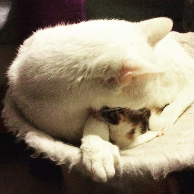 Без кота и жизнь не та