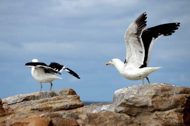 Не золото: что на самом деле сделало королевство Чинча богатым