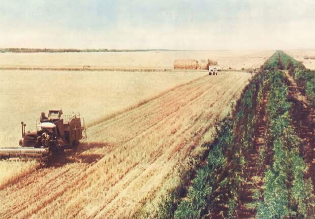 «Сталинский» план преобразования природы отменён в 1953-м, но актуален поныне