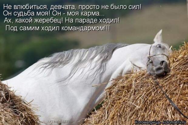Лучшие котоматрицы недели (50 фото)