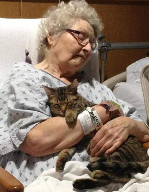 Котики