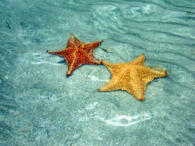 BocaDelDrago12 Пляж морских звезд — Бока дель Драго
