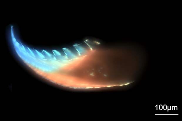 Биологи рассмотрели металлические челюсти червей
