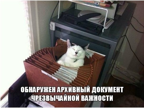 Смешные фото котов с надписями