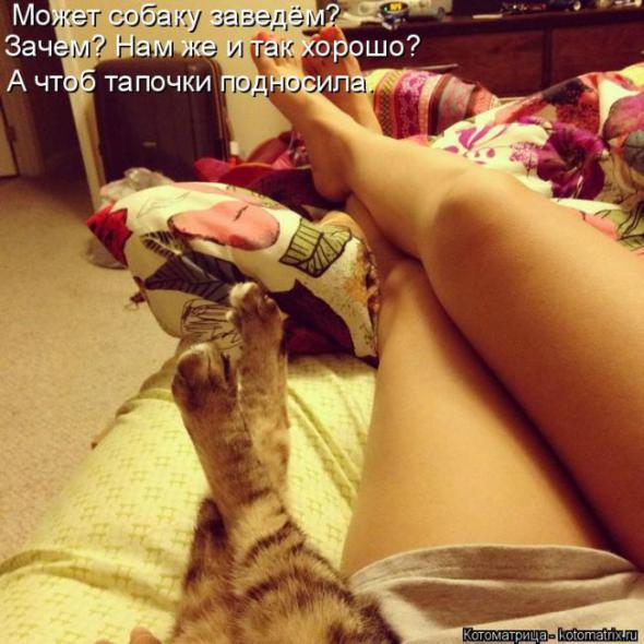 Котоматрицы (картинки с надписями)