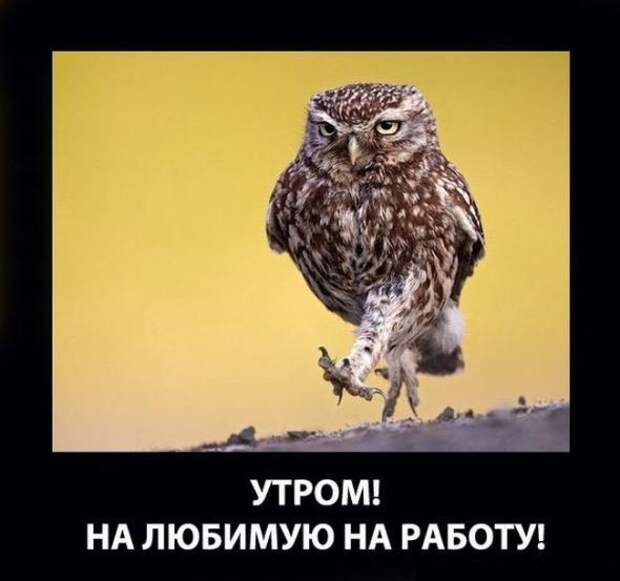Немного новых демотиваторов