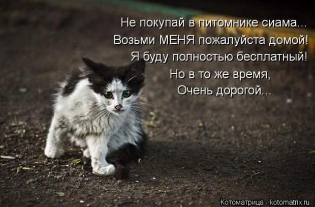 Котоматрицы (картинки с надписями)