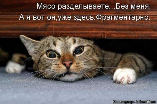 Забавные животные (50 фото)
